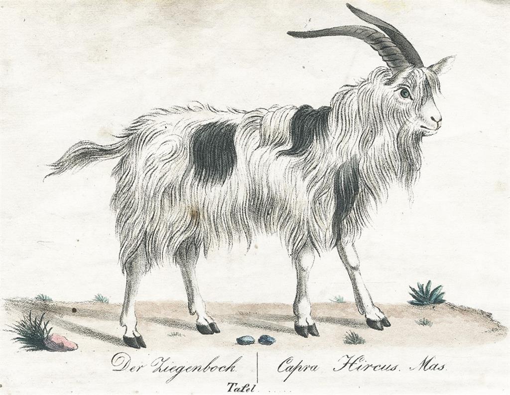 Koza, Hahn, kolor. litografie, 1832