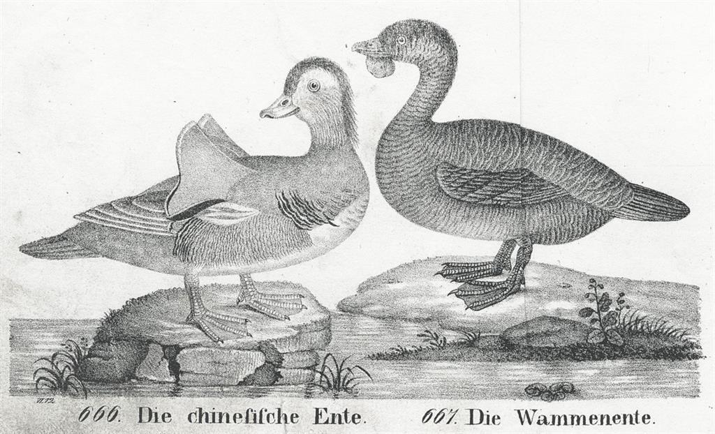 Čínská kachna, litografie , 1837