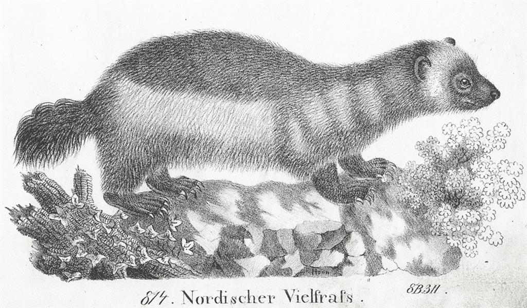 Rosomák, Neue.., litografie , 1837