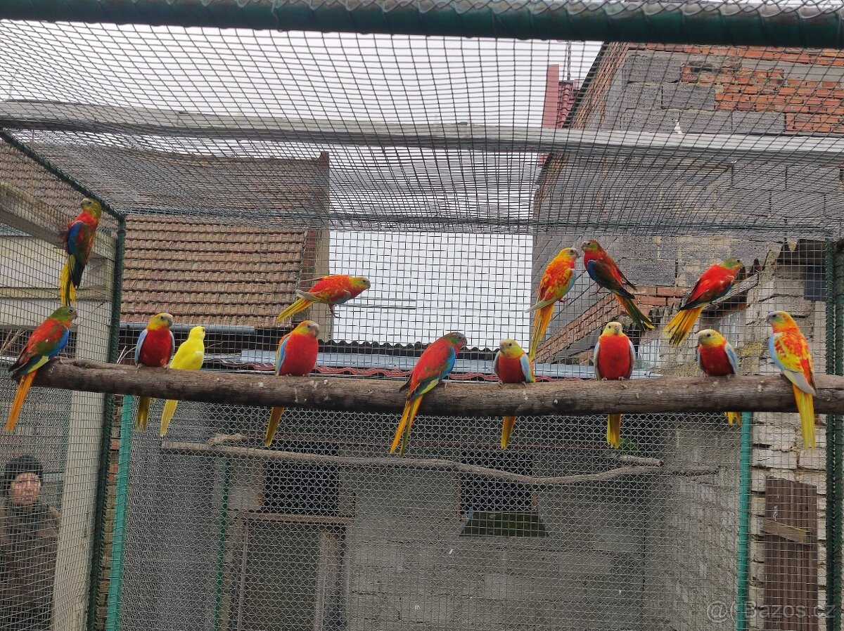 Prodám papoušky.