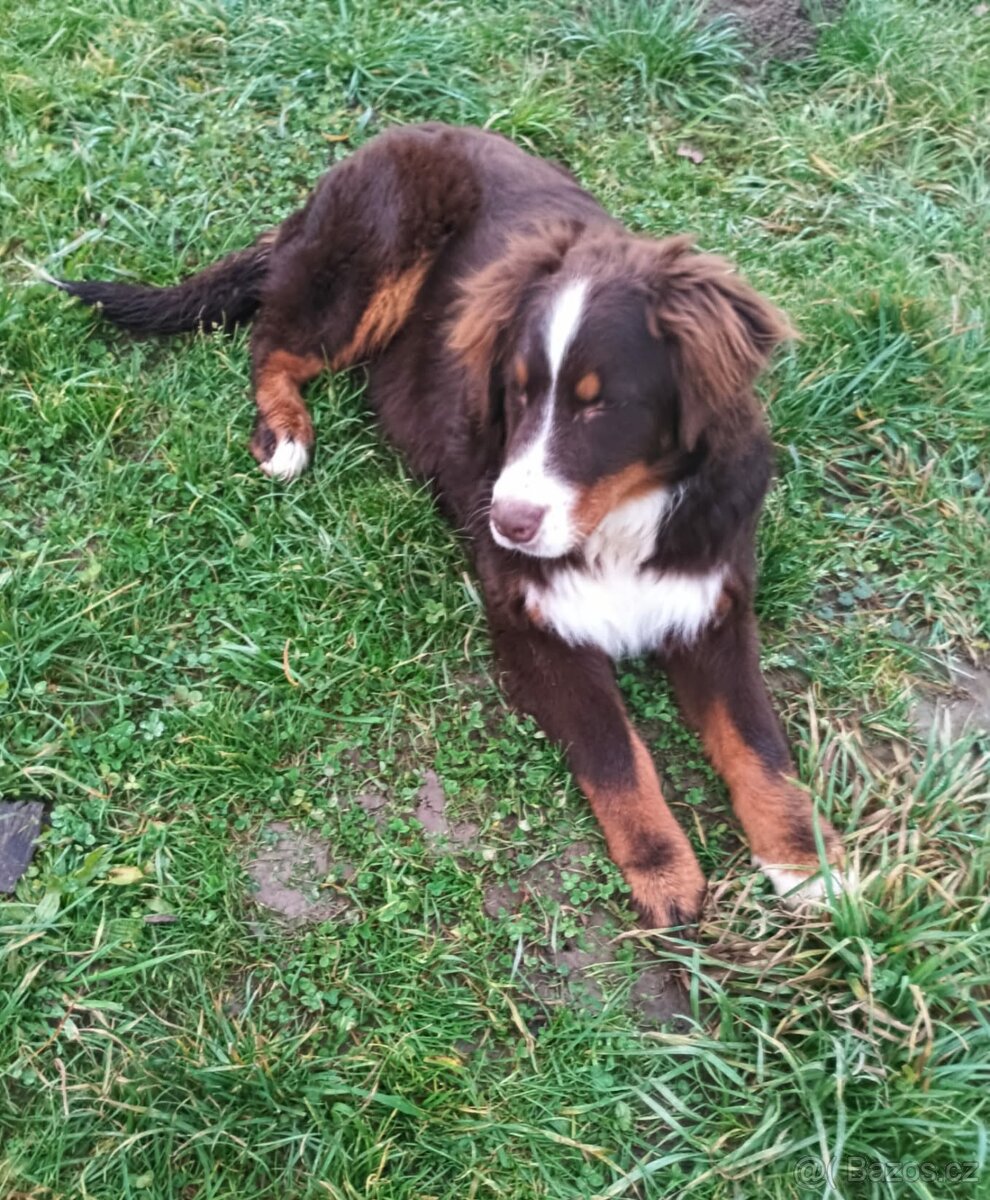 Bernský salašnický pes- havana