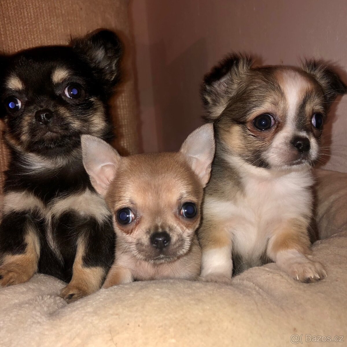 Čivavy štěňátka s PP