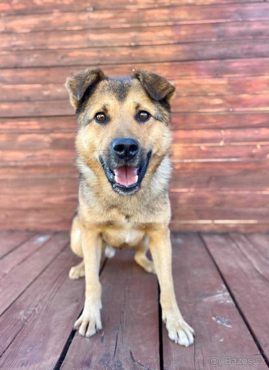 LAKY - kastrovaný psík 4 roky
