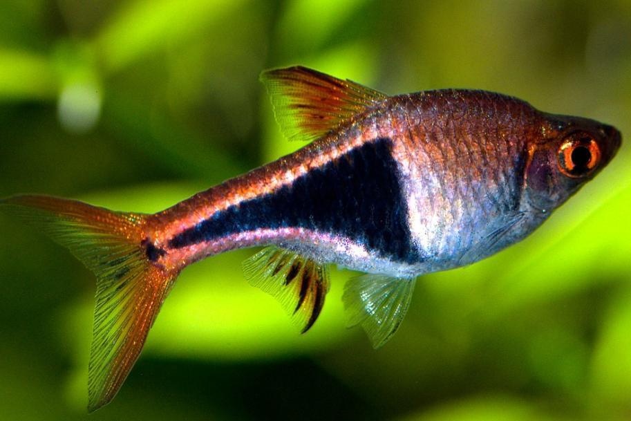 Razbora klínoskvrnná-Trigonostigma heteromorpha