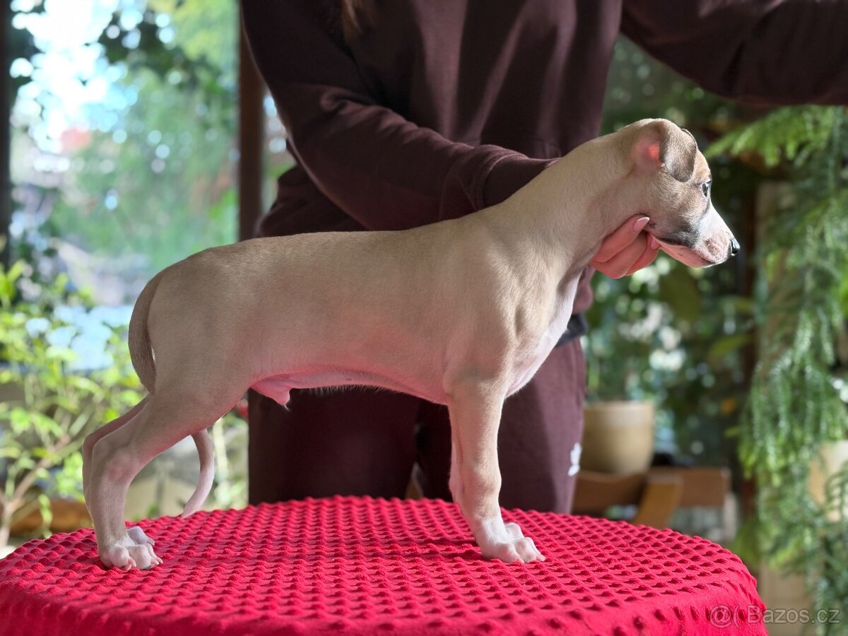 Whippet po světovém vítězi