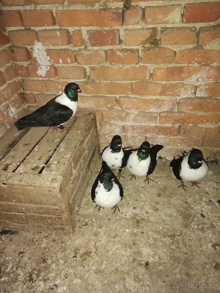 Holubi - moravský pštros černý