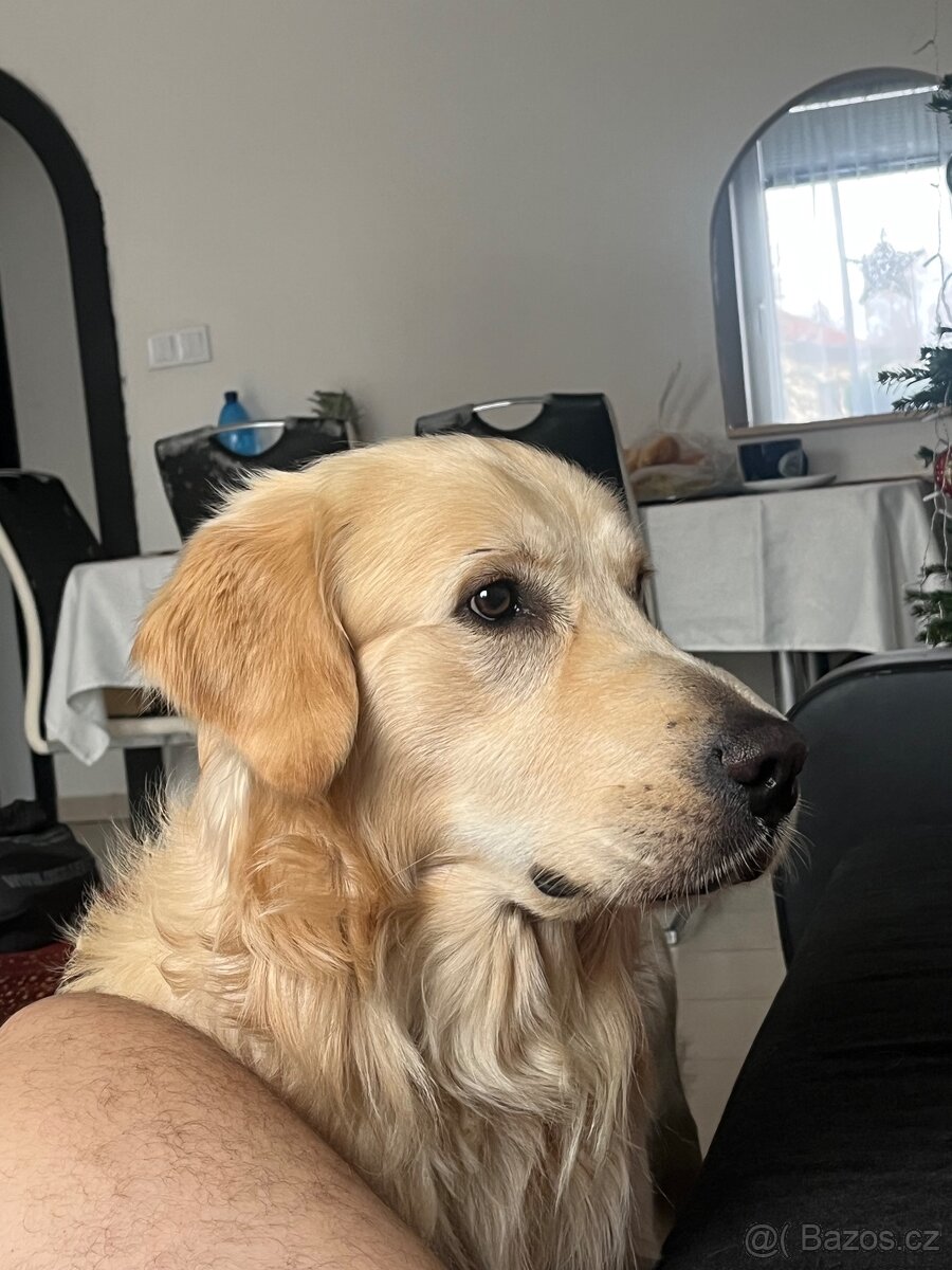 Nabízím krytí -zlatý retrívr