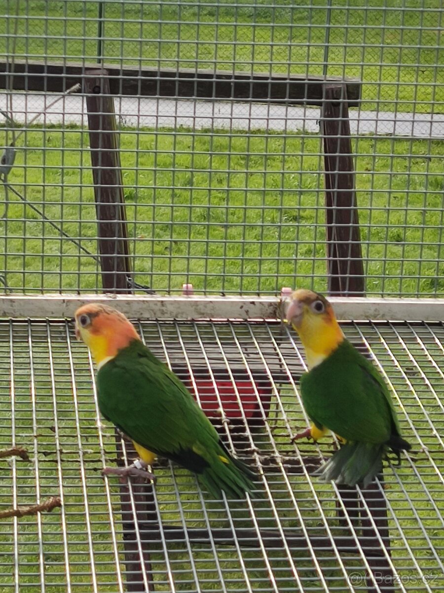 Amazonek bělobřichý