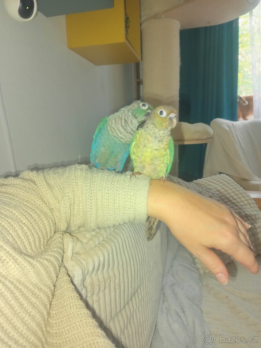 Pyrura zelenolící(pár) + voliéra