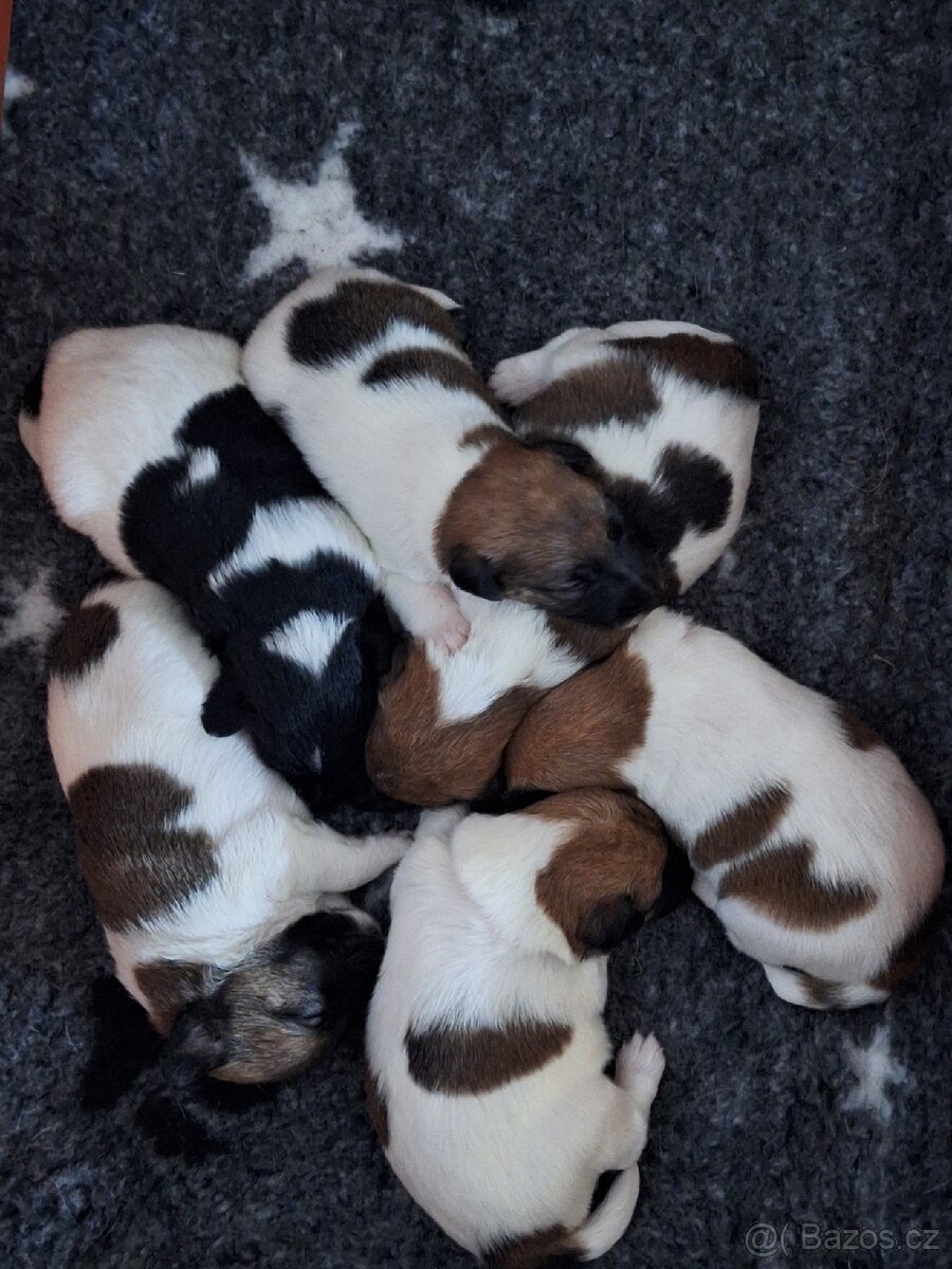 Foxterier hladkosrstý