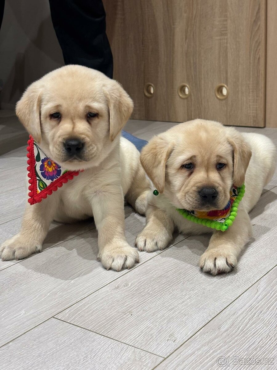 Štěňata Labradorský retriever