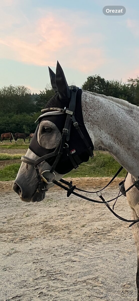 Uzdečka Busse feeling