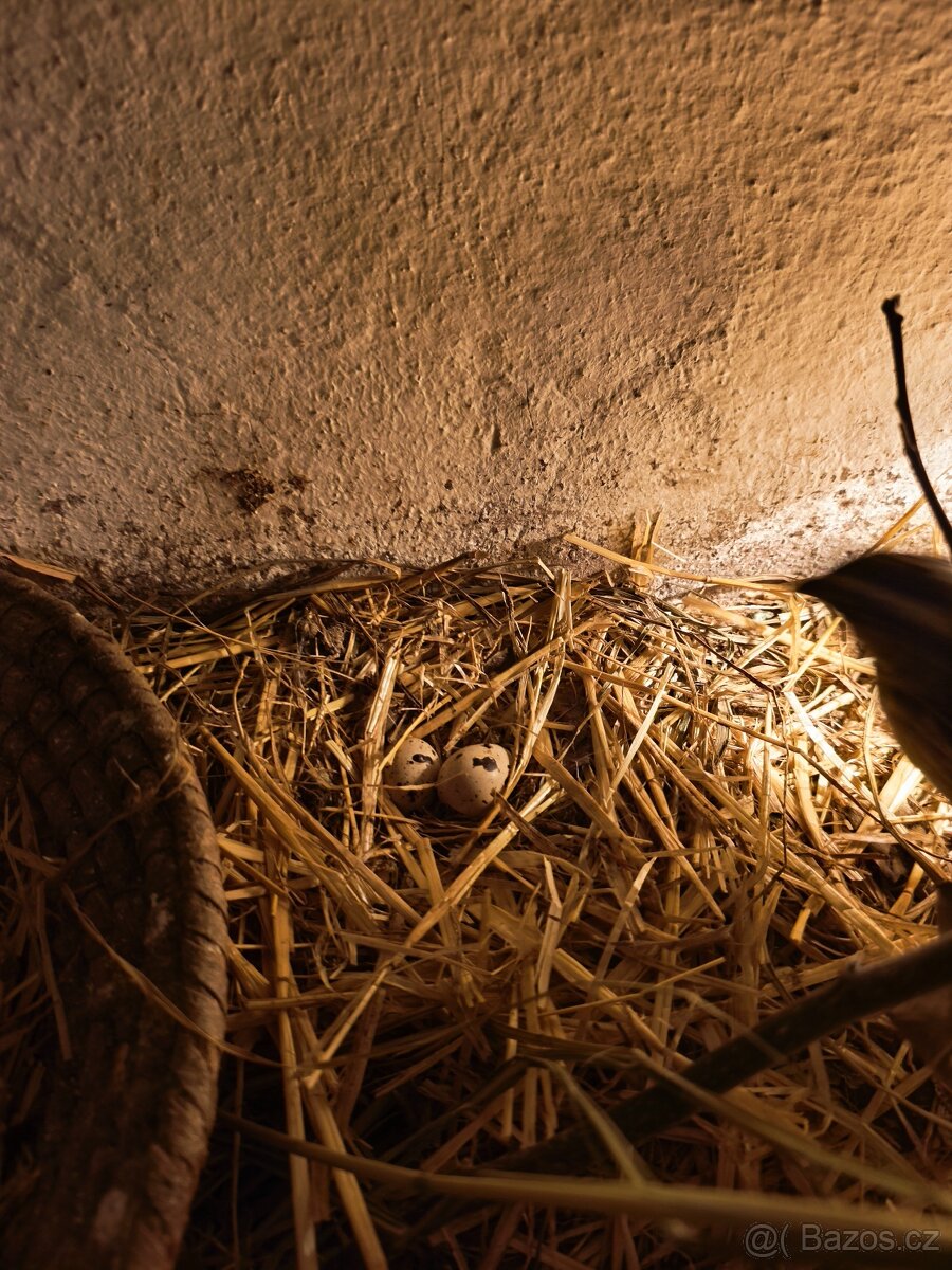 Křepelka Japonská (vajíčka)