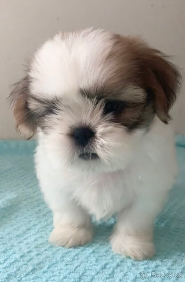 Štěňata Shih Tzu s FCI doklady