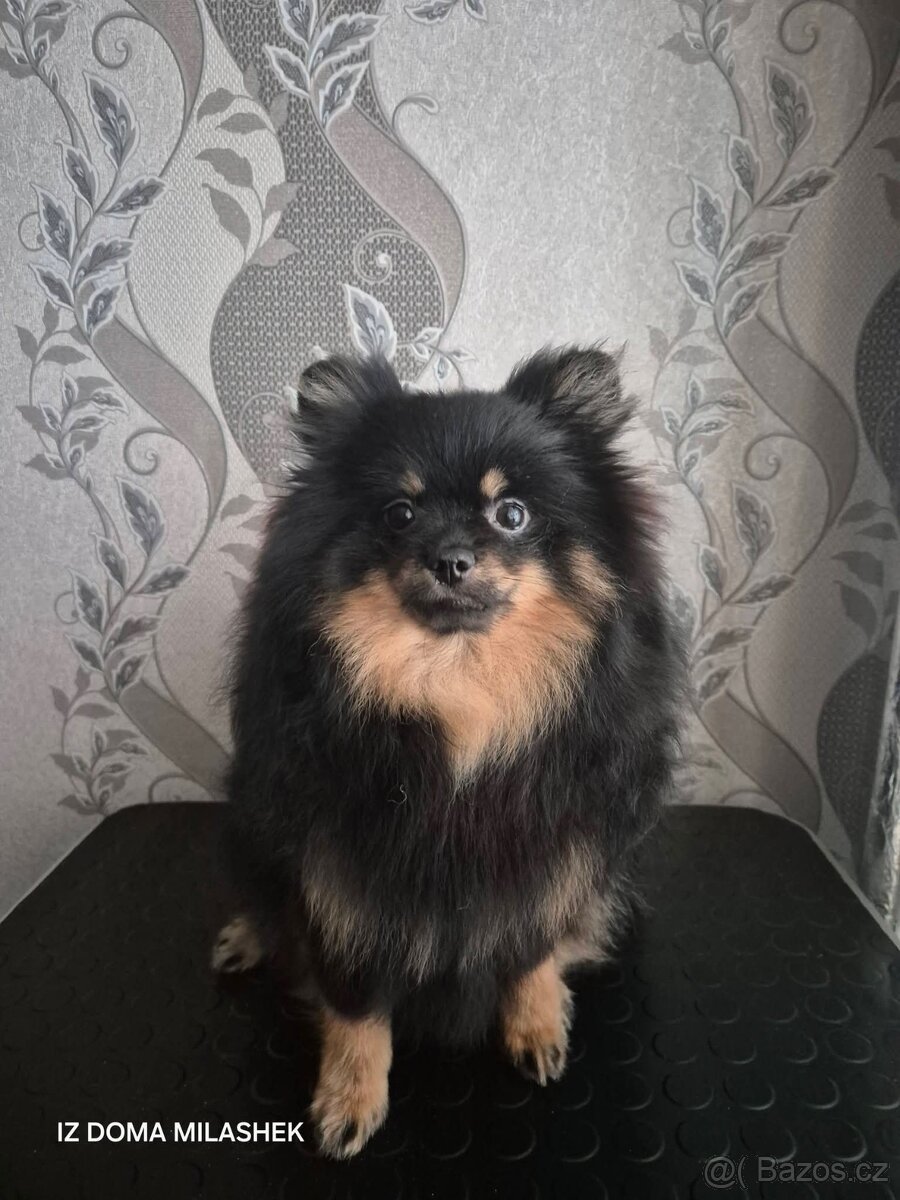 Dívka plemene Рomeranian spitz