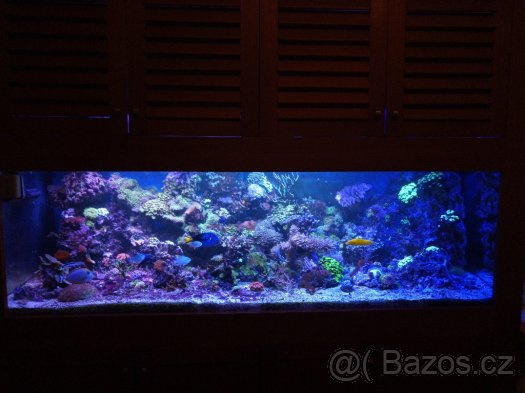 Mořské akvária.