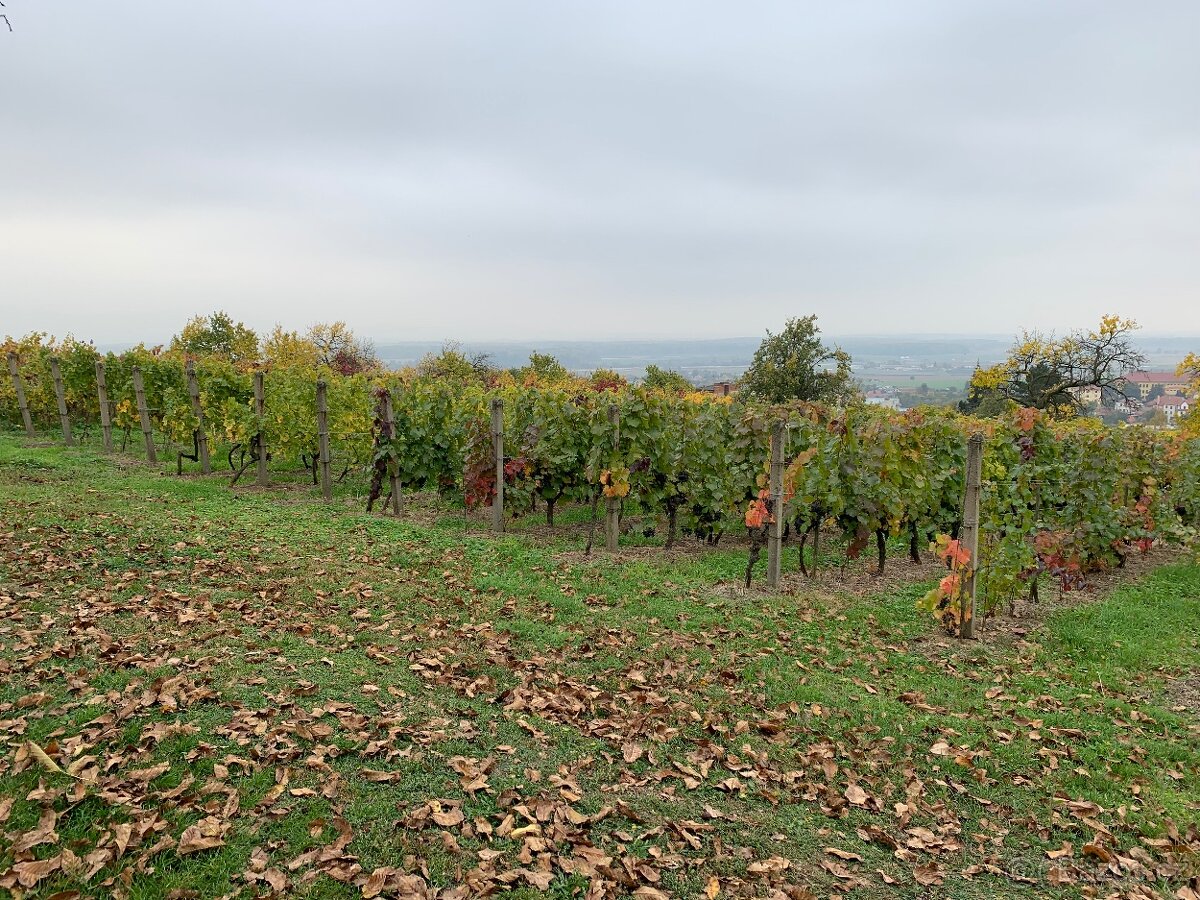 Pronájem vinohradu okr. Uh. Hradiště