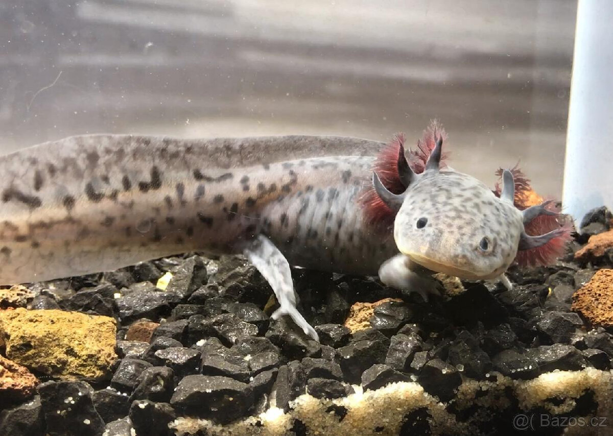Axolotl od chovatele - axolotly.cz