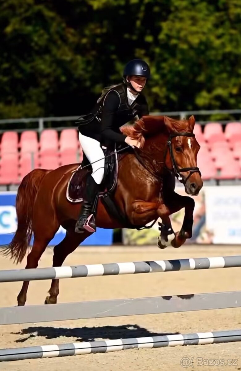 Pony klisna kategorie B