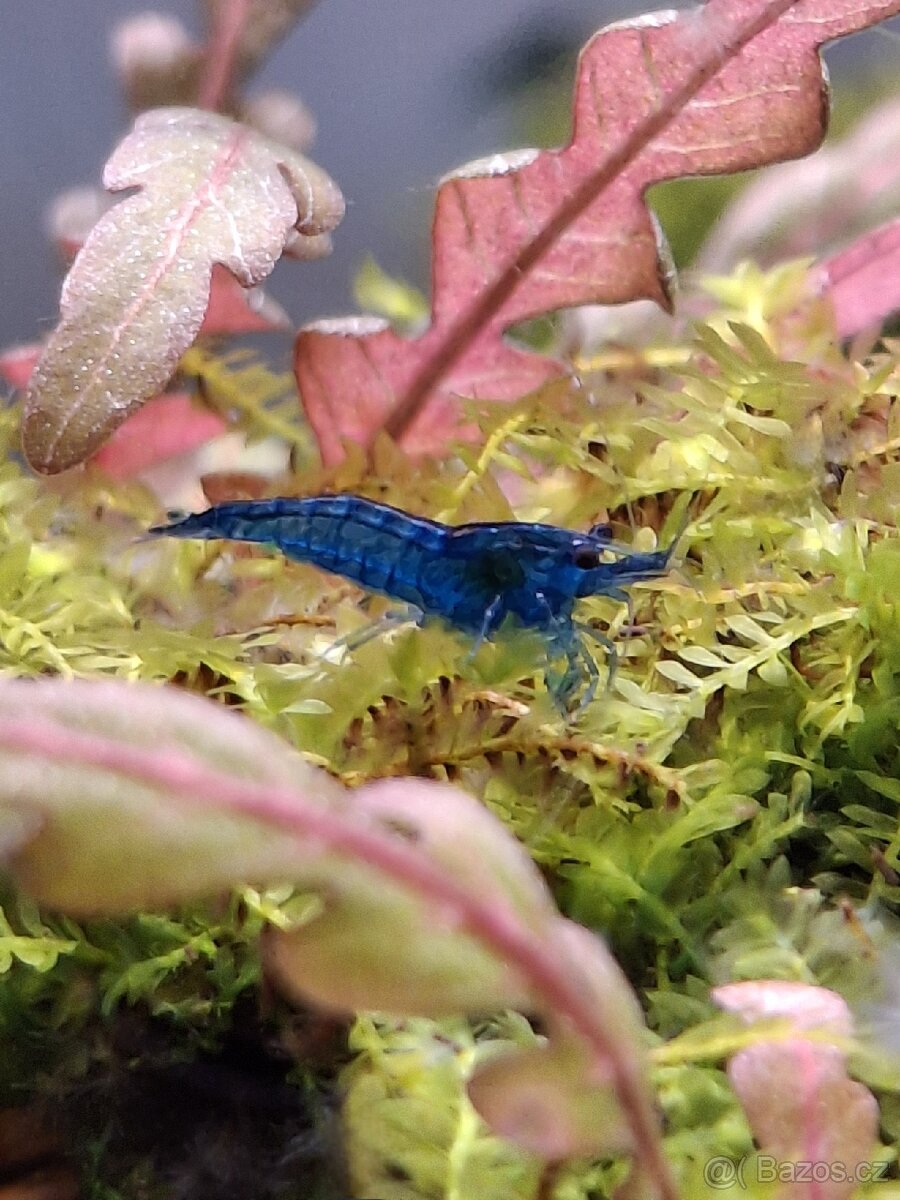 Neocaridina davidi blue dream.