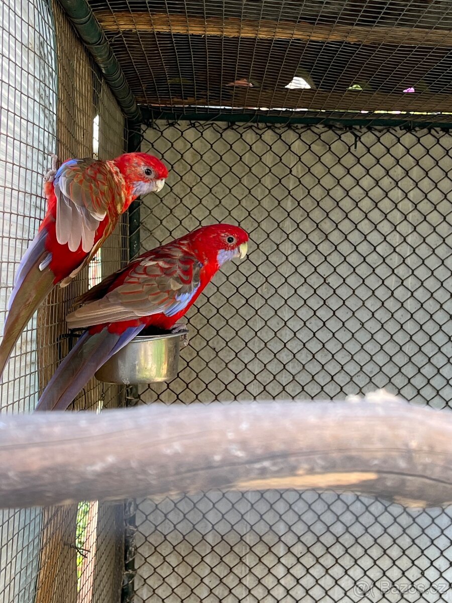 Rosela penant cerveny pastel mutace