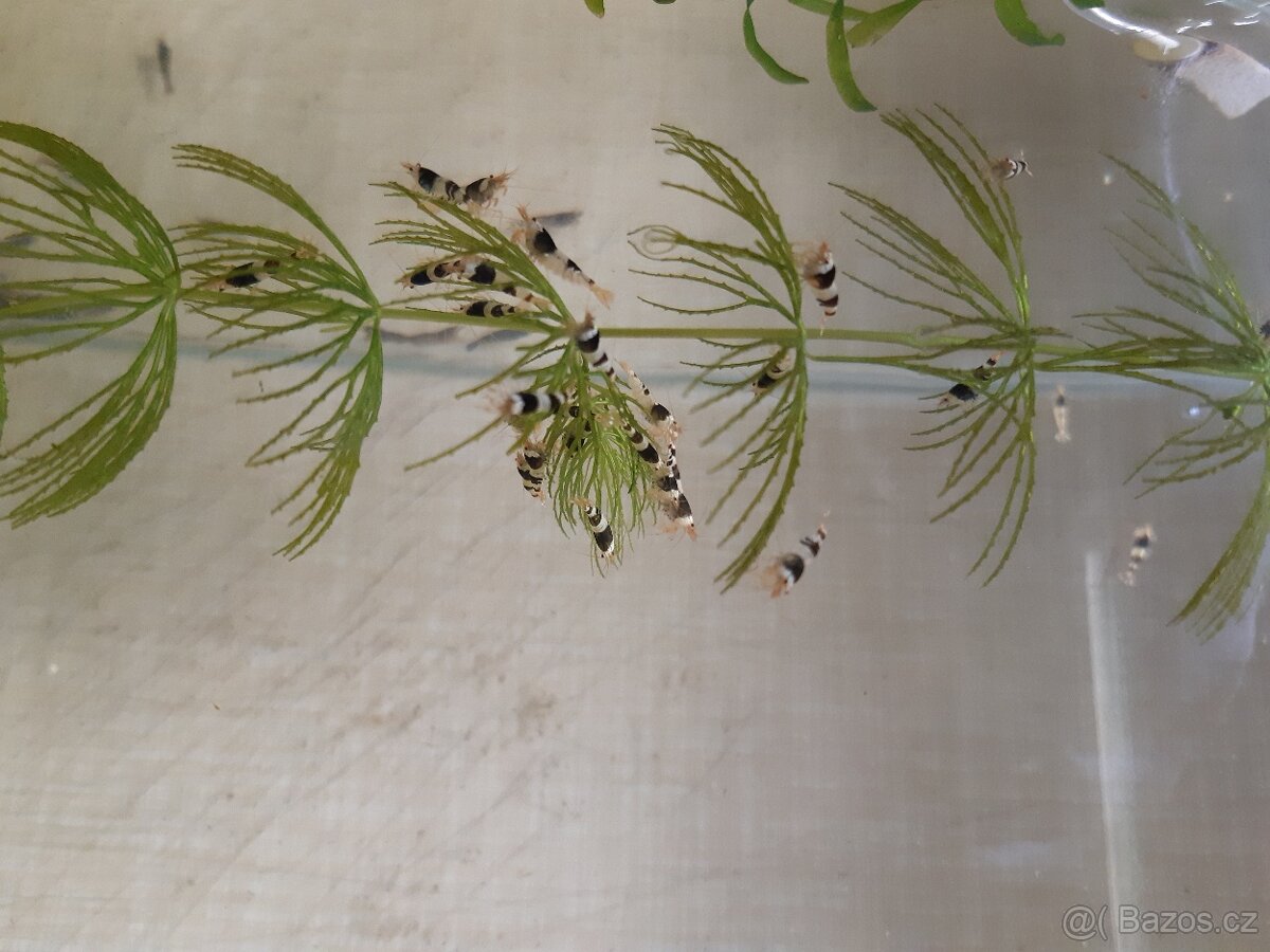 Krevetky Caridina Black Crystal