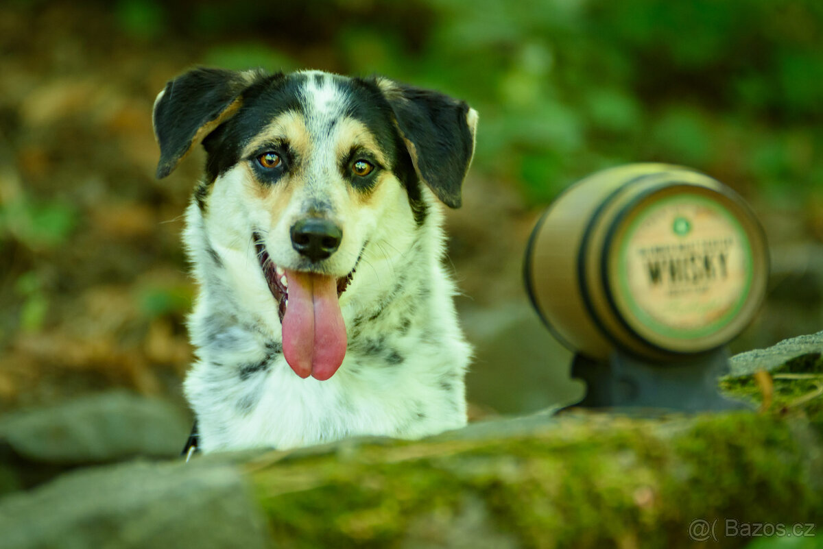 Malcolm – sympatický skot - kolie k adopci