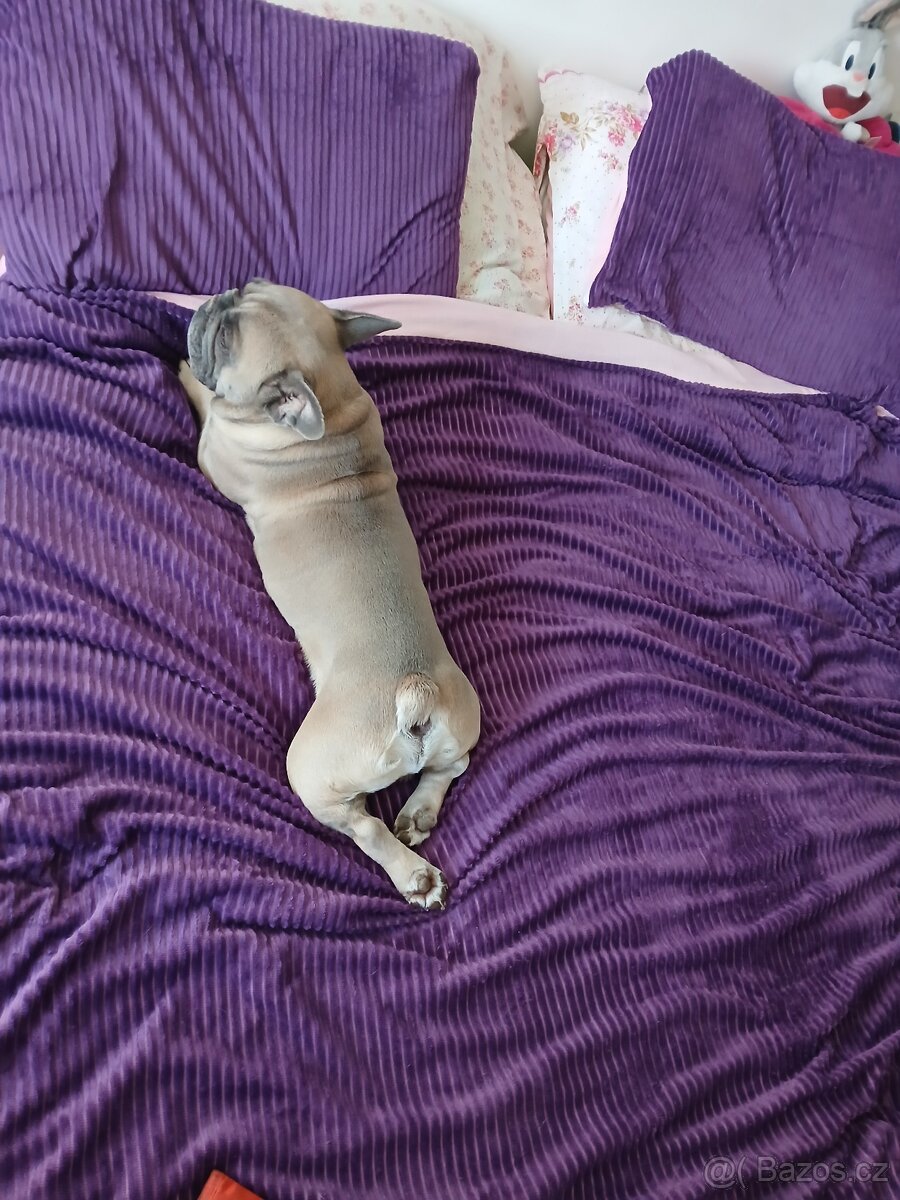 Francouzsky buldoček