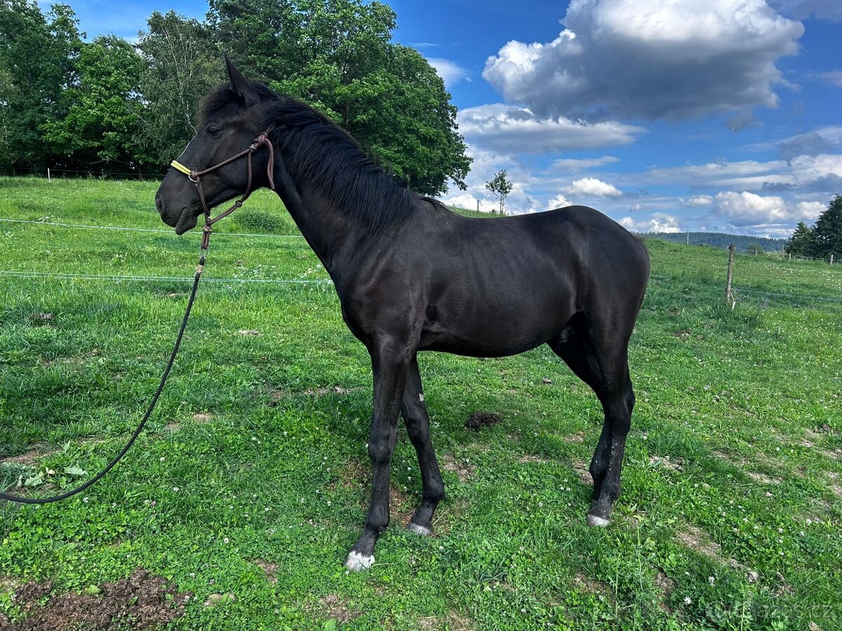 Hřebeček 1/2 lusitano