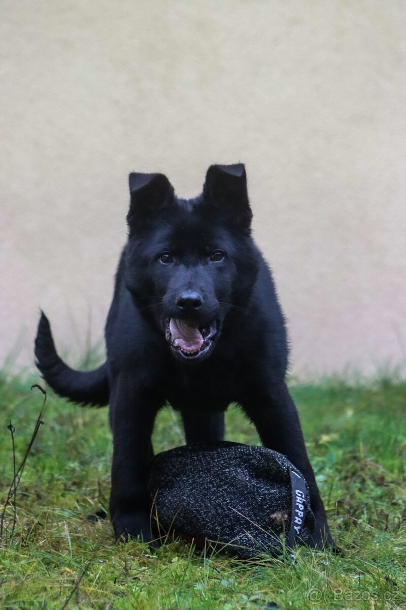 Lior ze Země Qwannabe