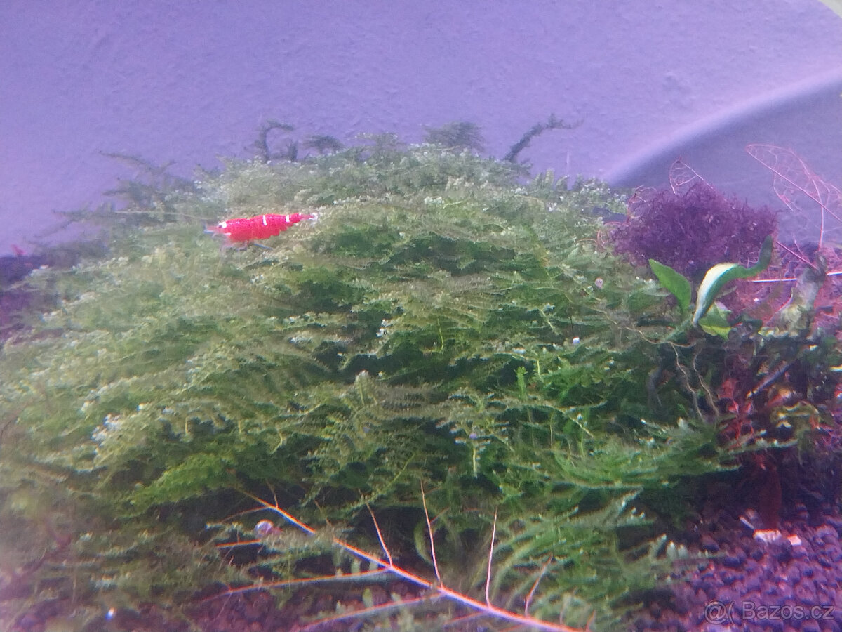 Akvarijní mech Mini Taiwan Moss