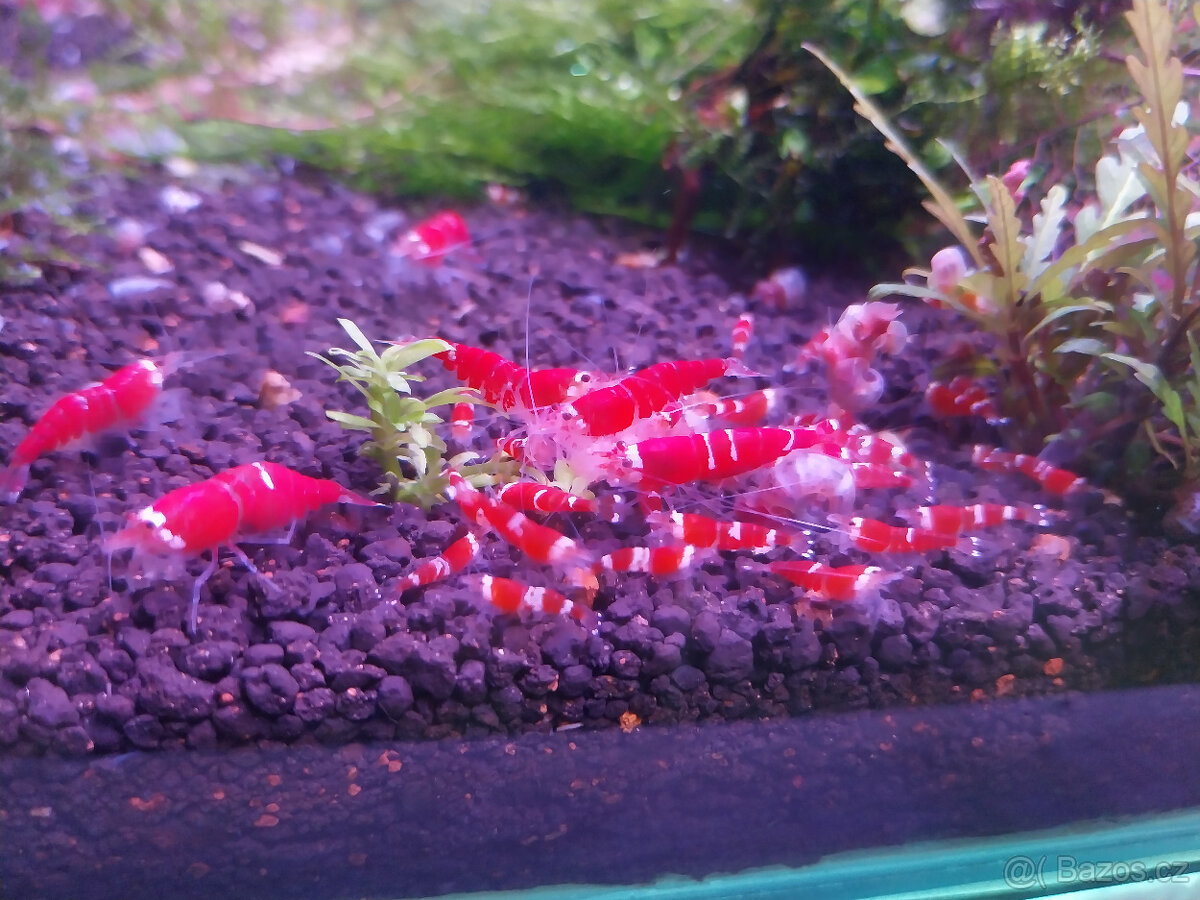 Krevetky Caridina cantonensis SCR