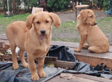 štěně křížence