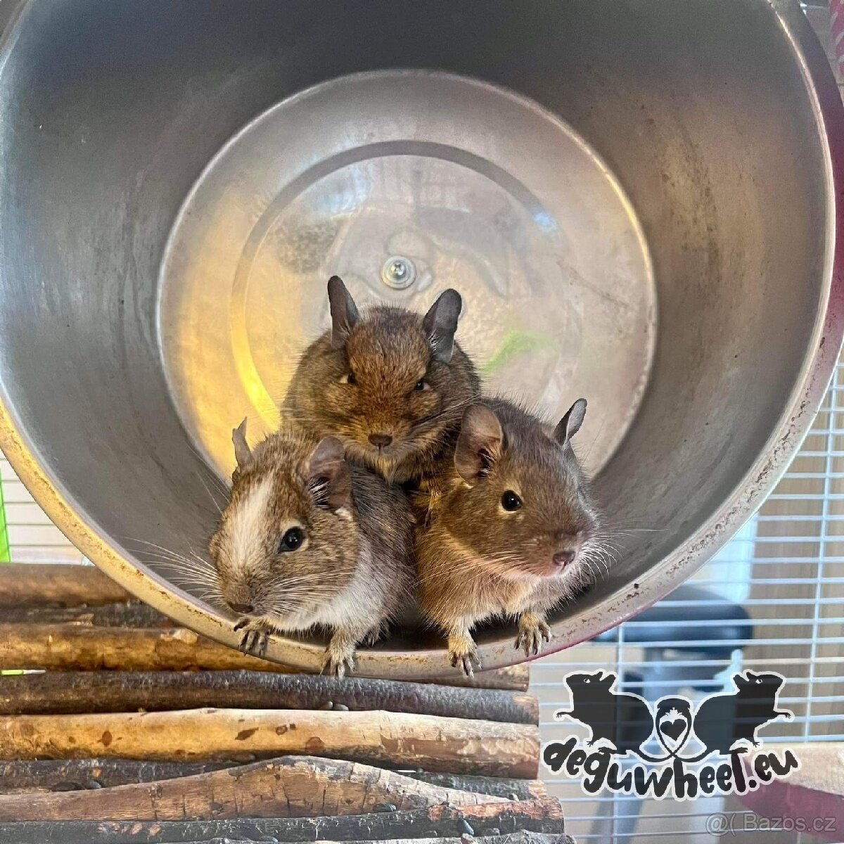 Kolotoč pro osmáky degu
