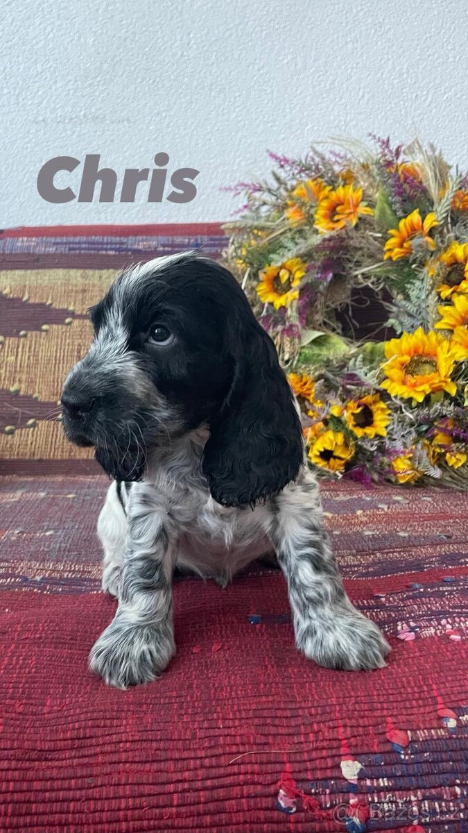 Anglický kokršpaněl s PP