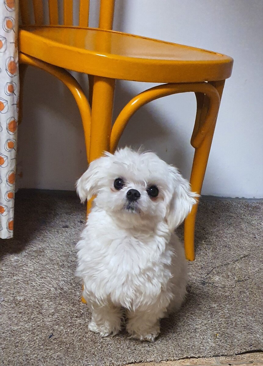 Maltézský pejsek s PP ke krytí