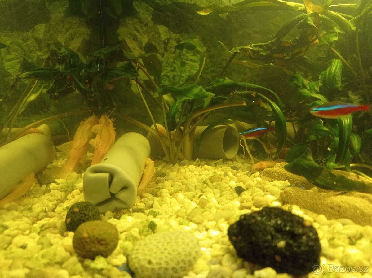 Akvarijní rybičky Ancistrus (Krunýřovec)