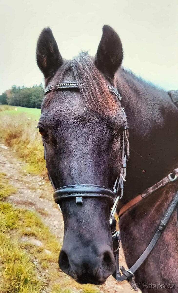 Prodám více věcí