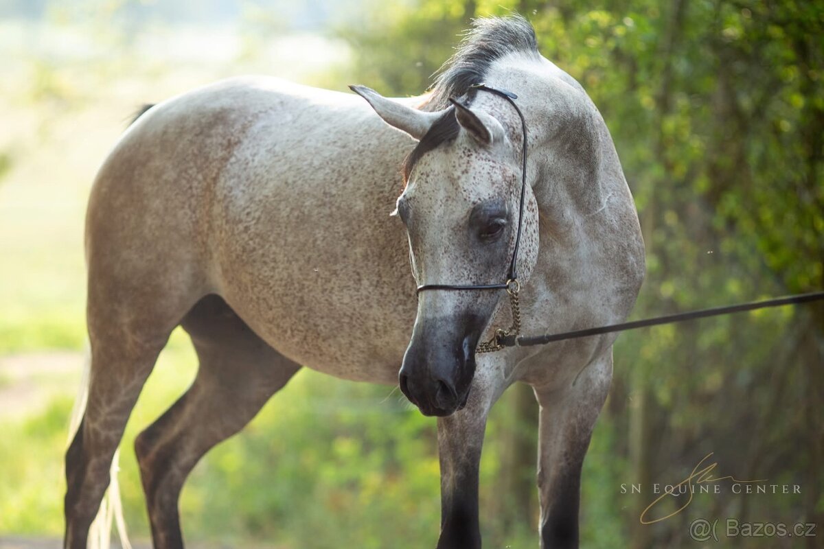 Plnokrevná arabská klisna - 7 let, sport, chov, hobby