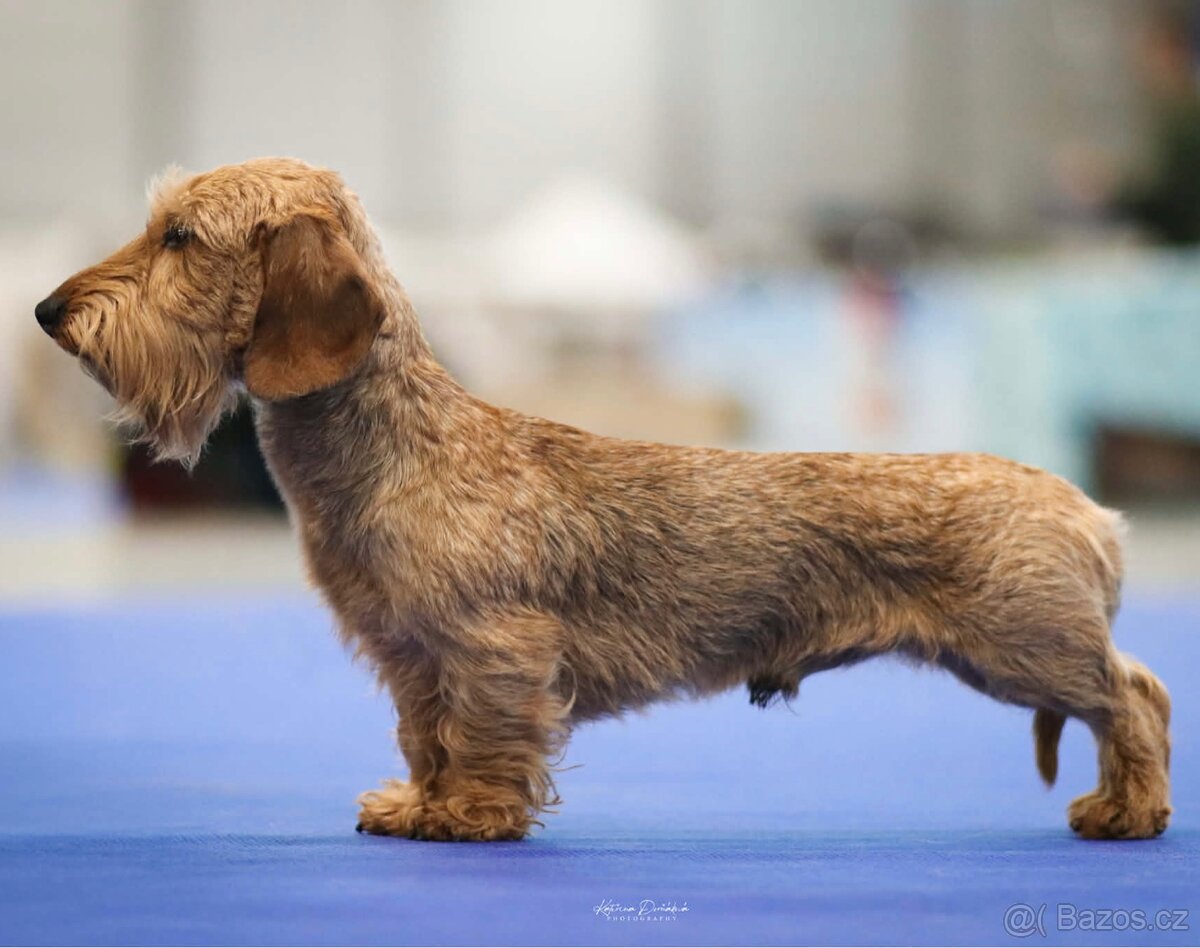 Nabídka krytí - jezevčík trpasličí drsnosrstý s PP