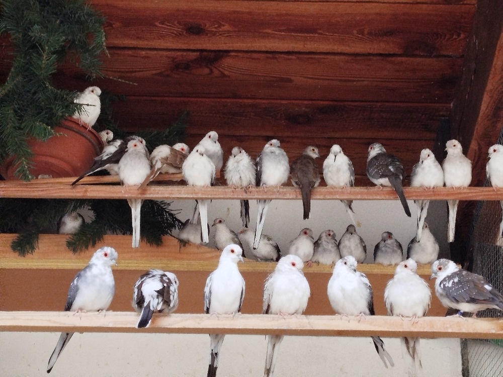 HOLOUBEK DIAMANTOVÝ - STRAKA