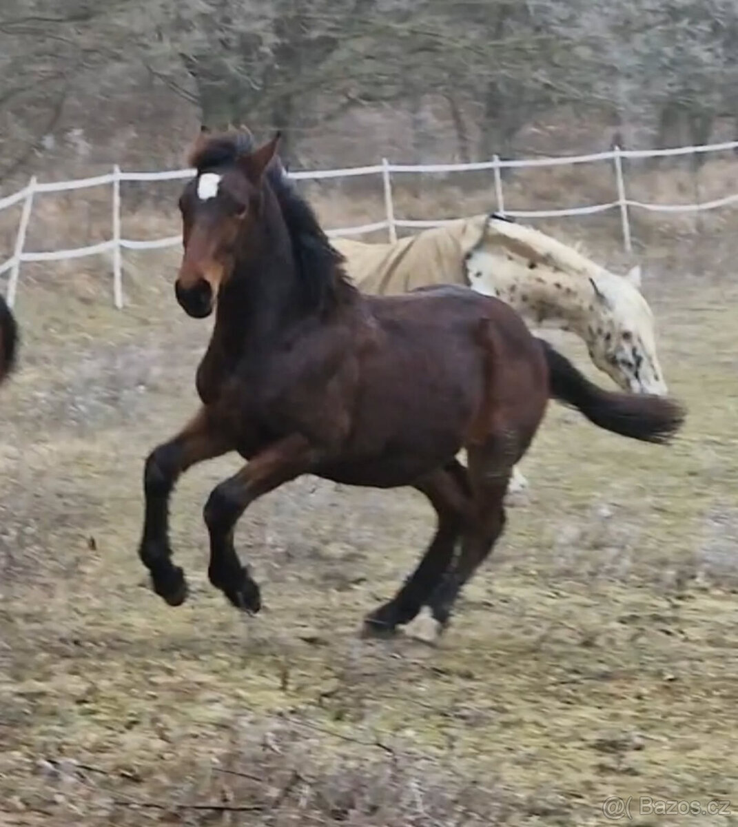 Hřebec original Knabstrupper