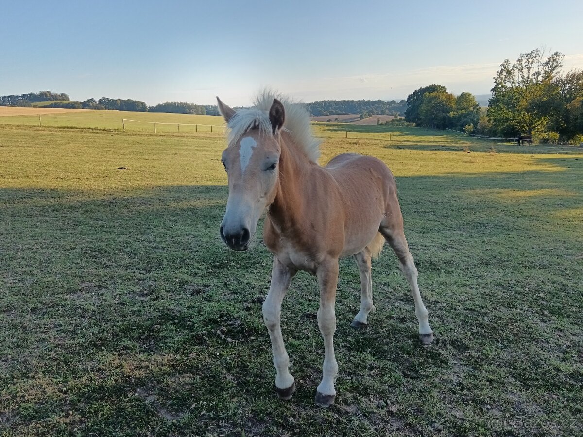 Prodám hřebečka Haflinga