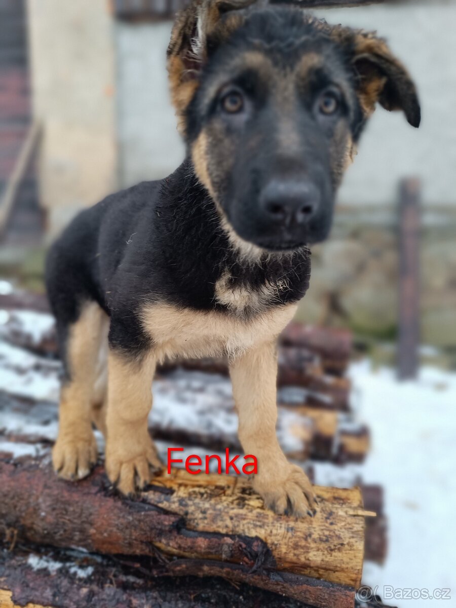 ŠTĚŇATA NĚMECKÉHO OVČÁKA TYPU REX