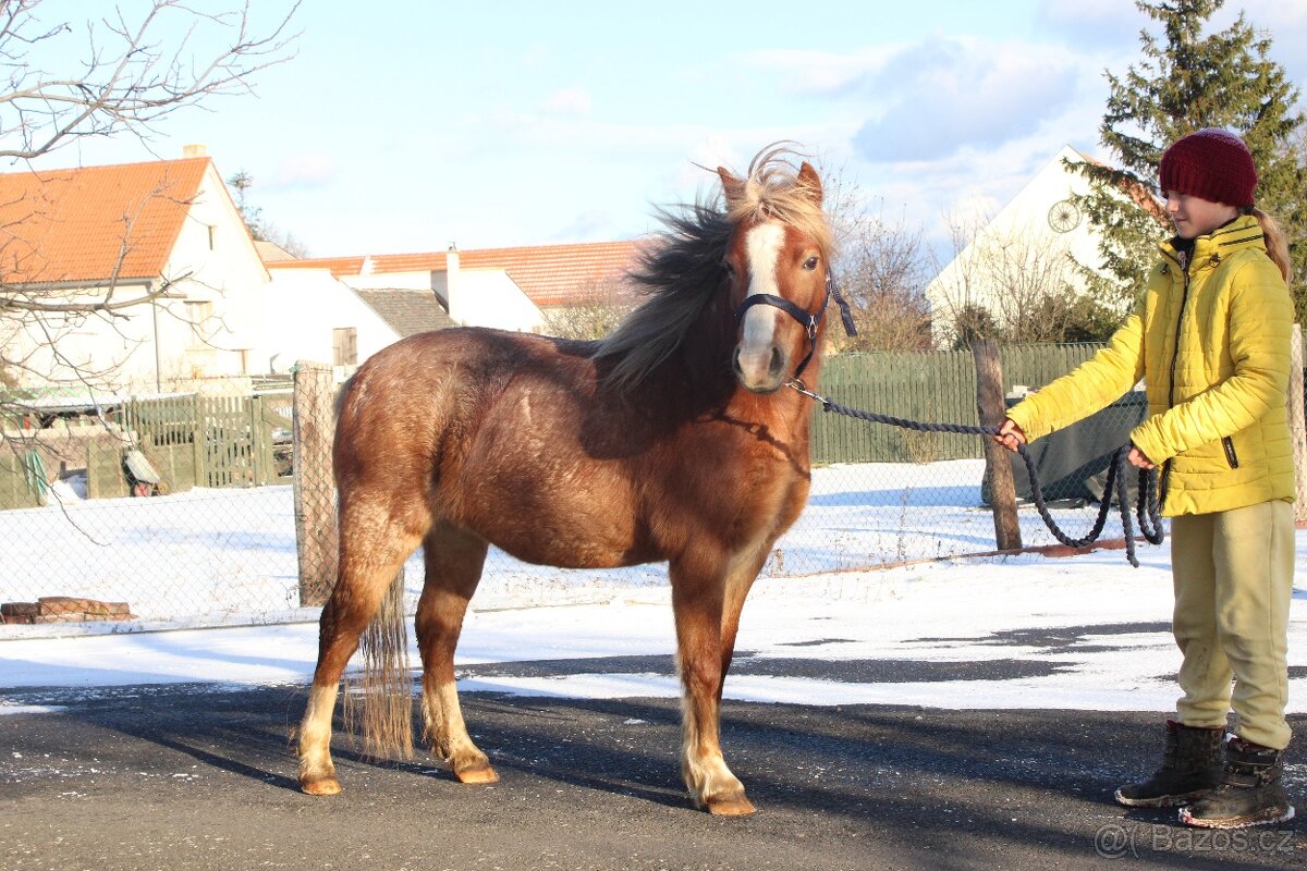 Hodná welsh A pony klisna