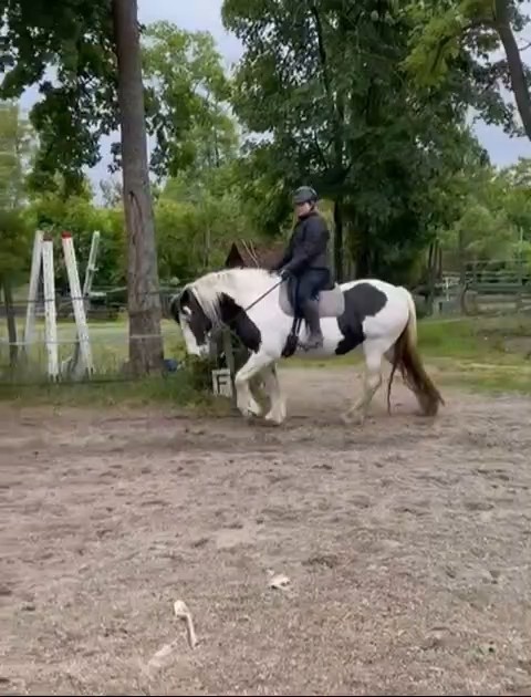 Pronájem koní Praha 4 Písnice