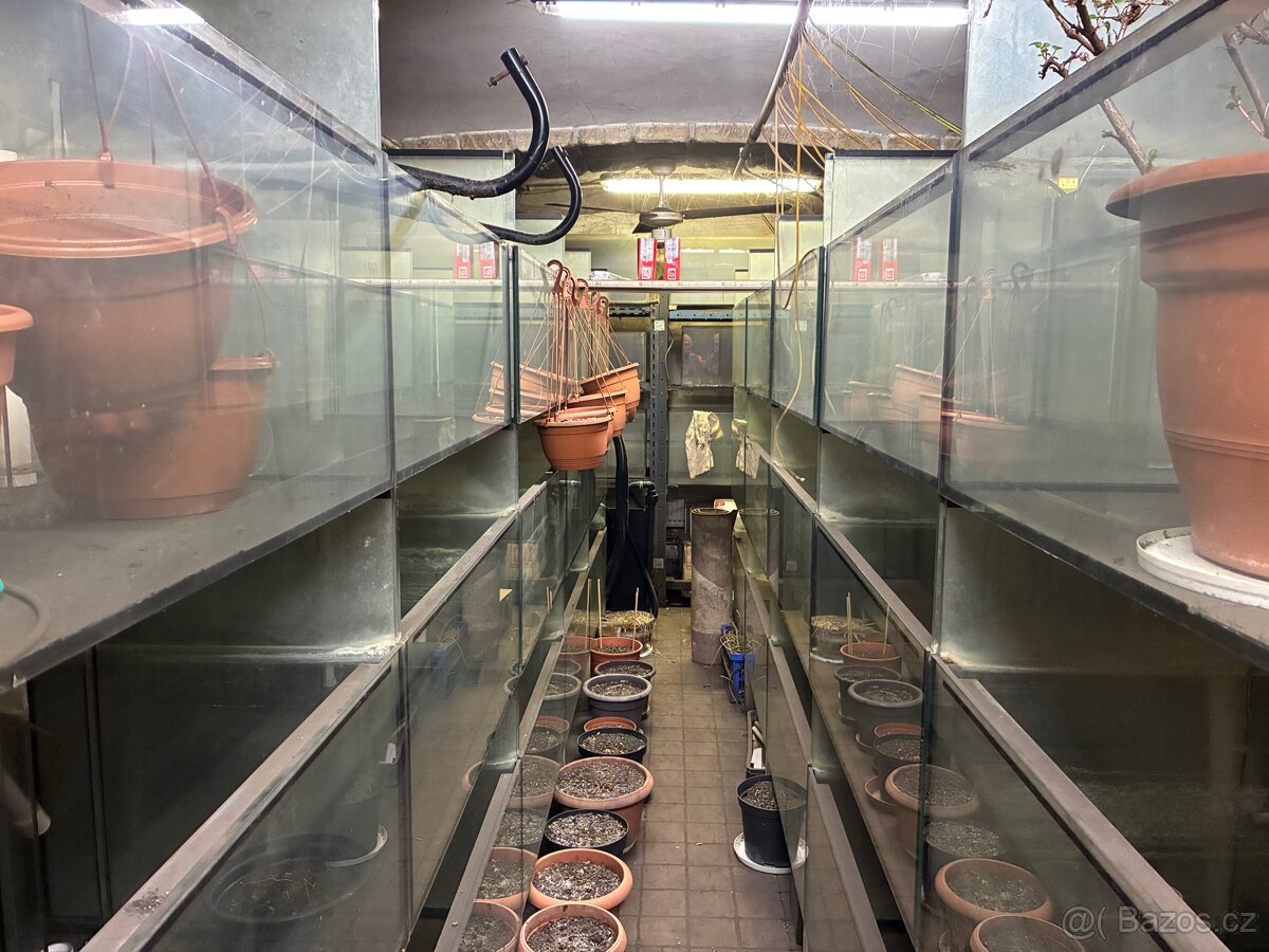 Akvaria - vybaveni pestirny rybicek