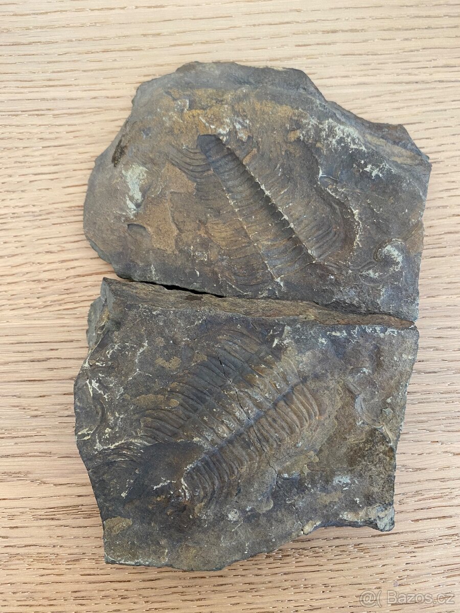 Trilobit - nález ČR