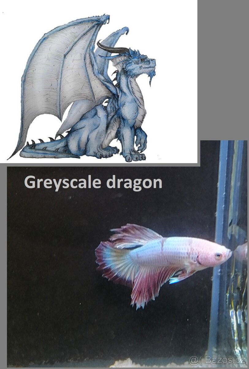 Betta Splendens - Betta bojovnice: 14. Greyscale dragon