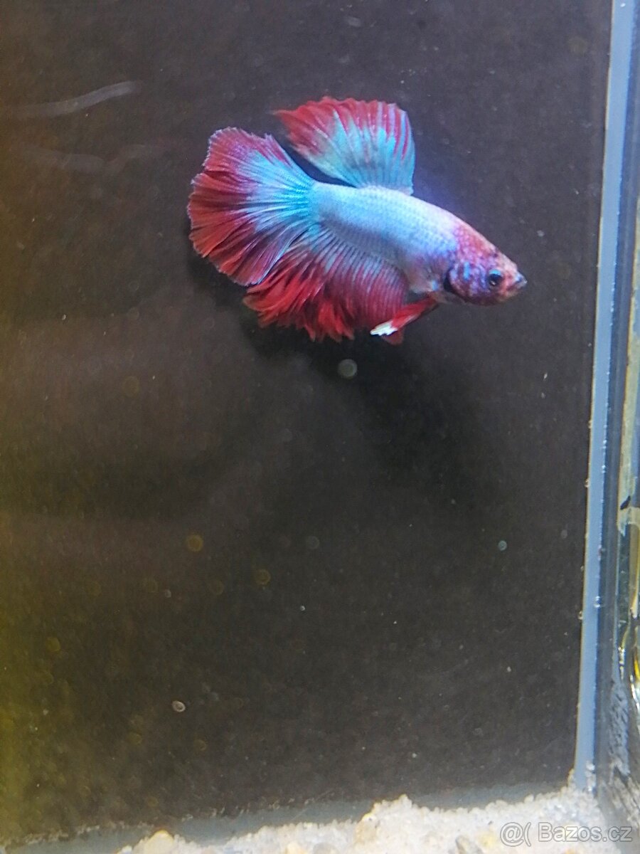 Betta Splendens - Betta bojovnice: samec č. 16